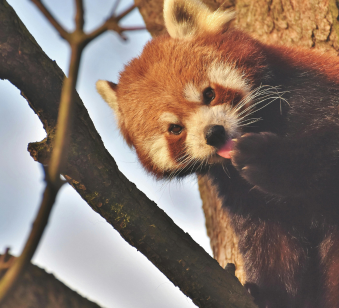 "Red Panda Expedition: Trekking Through Singalila National Park