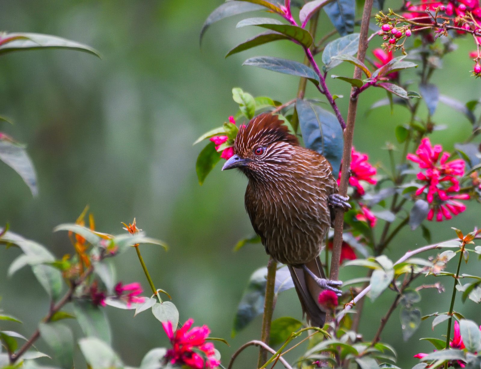 Singalila Birding Adventure: Nature's Avian Paradise