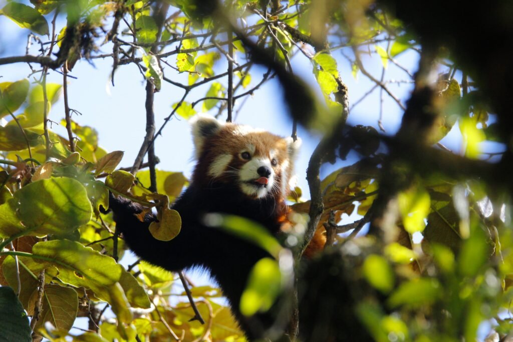 Red Panda Expedition in Singalila National Park: Explore Himalayan Wildlife