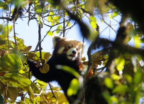 Red Panda Expedition in Singalila National Park: Explore Himalayan Wildlife