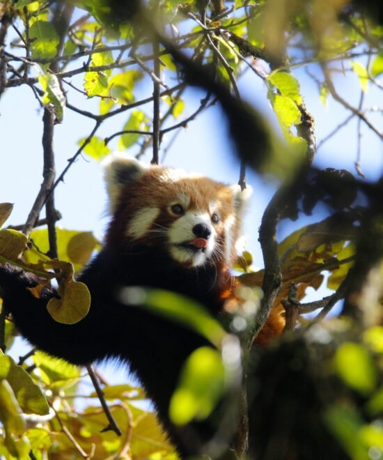 Red panda resting on a tree branch, spotted during Singalila National Park expedition