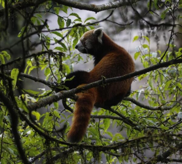 Red panda resting on a tree branch, spotted during Singalila National Park expedition