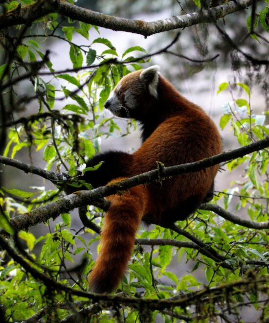 Red Panda sighting in Singalila National Park by Sandakphu and Beyond Guests