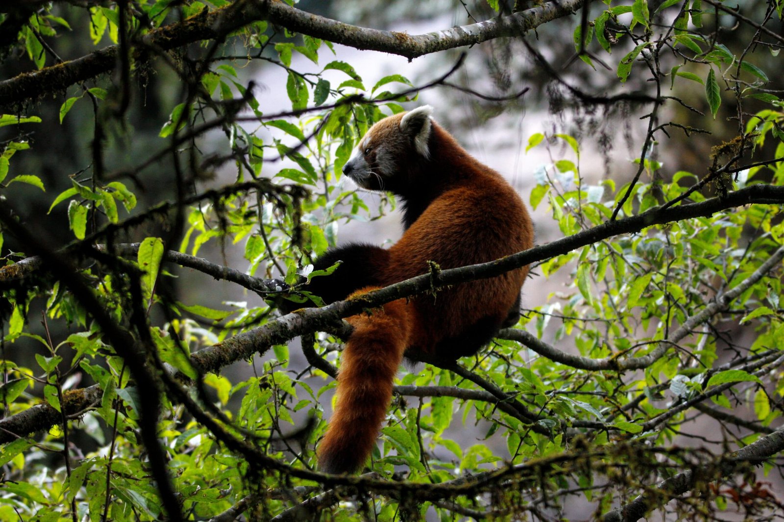 Red Panda sighting in Singalila National Park by Sandakphu and Beyond Guests