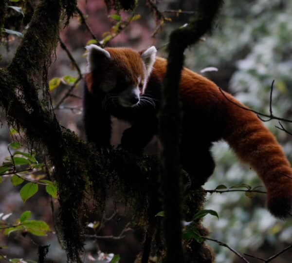 Red Panda Sighting