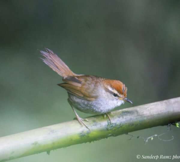 Birding Expedition