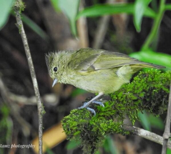 Birding Expedition