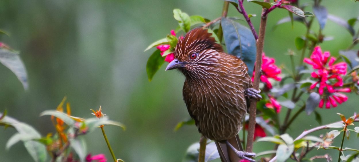 White Rumped Munia spotted in Singalila National Park