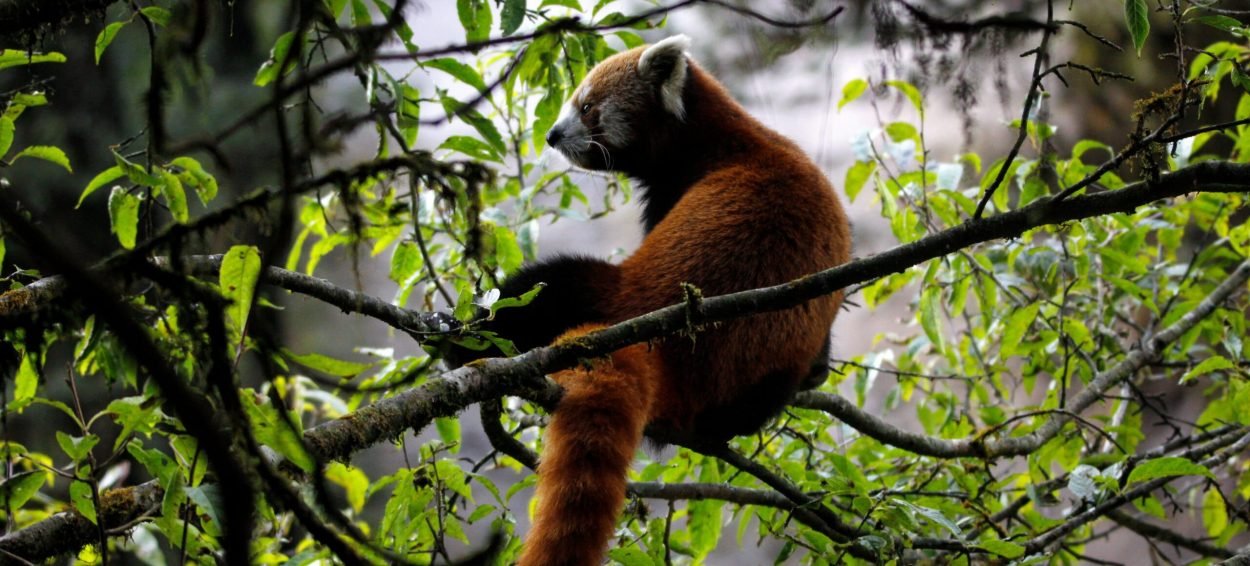 Red Panda sighting in Singalila National Park by Sandakphu and Beyond Guests